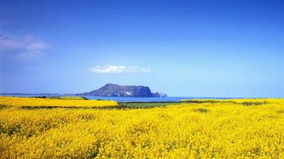 Hàn Quốc miễn visa cho du khách đến thăm đảo Jeju